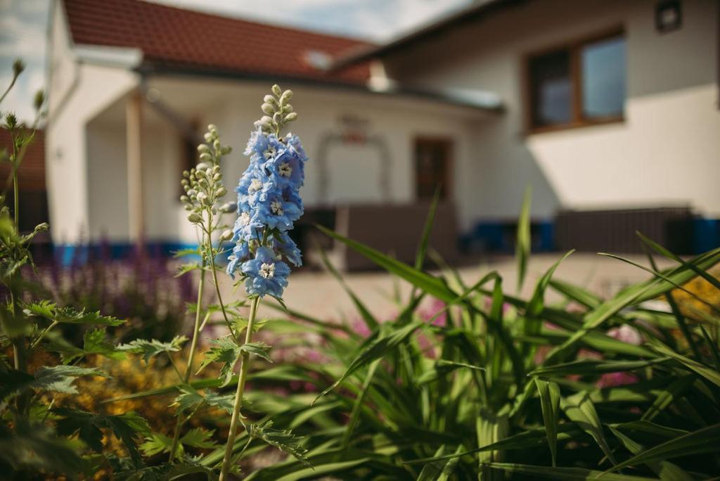 Apartman U Draba: Ubytovani Na Slovacku V Miloticich U Kyjova Milotice Ngoại thất bức ảnh